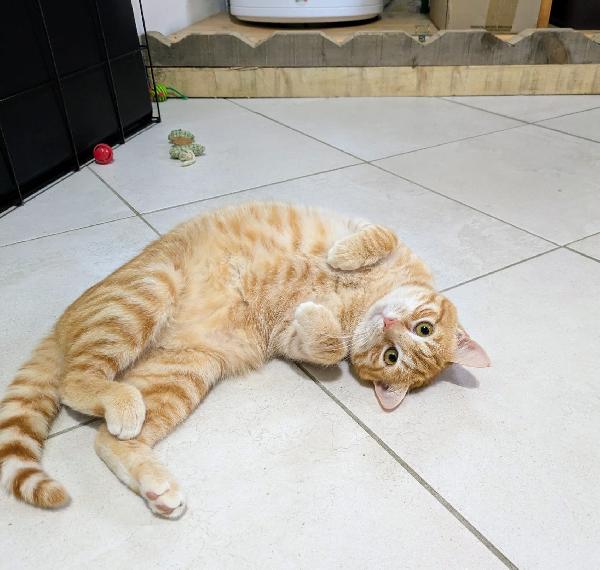 Spritz e Bailey  Foto 3